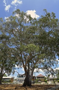 Forest Red Gum, Eucalyptus tereticornis,  Lota foreshore