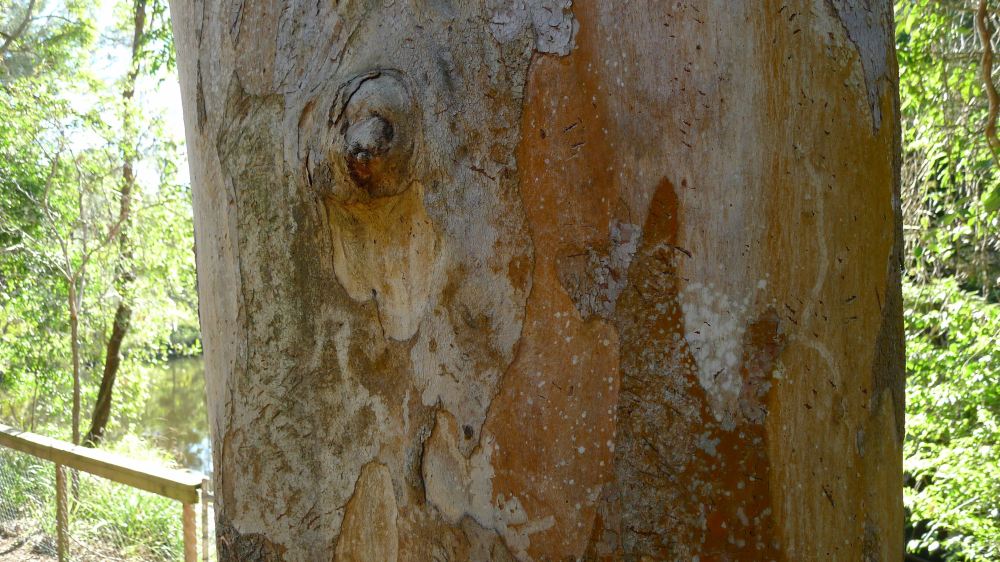 See the Koala claw marks?