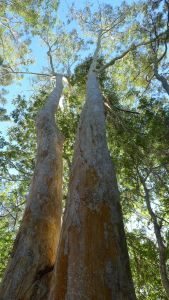 Grey Gum, Eucalyptus propinqua, Kumbartcho Sanctuary