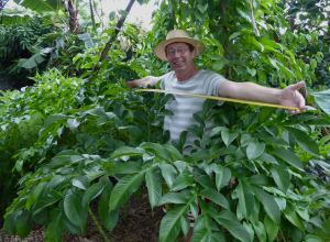 2.01m wide Elephant foot yam, Amorphophallus paeoniifolius