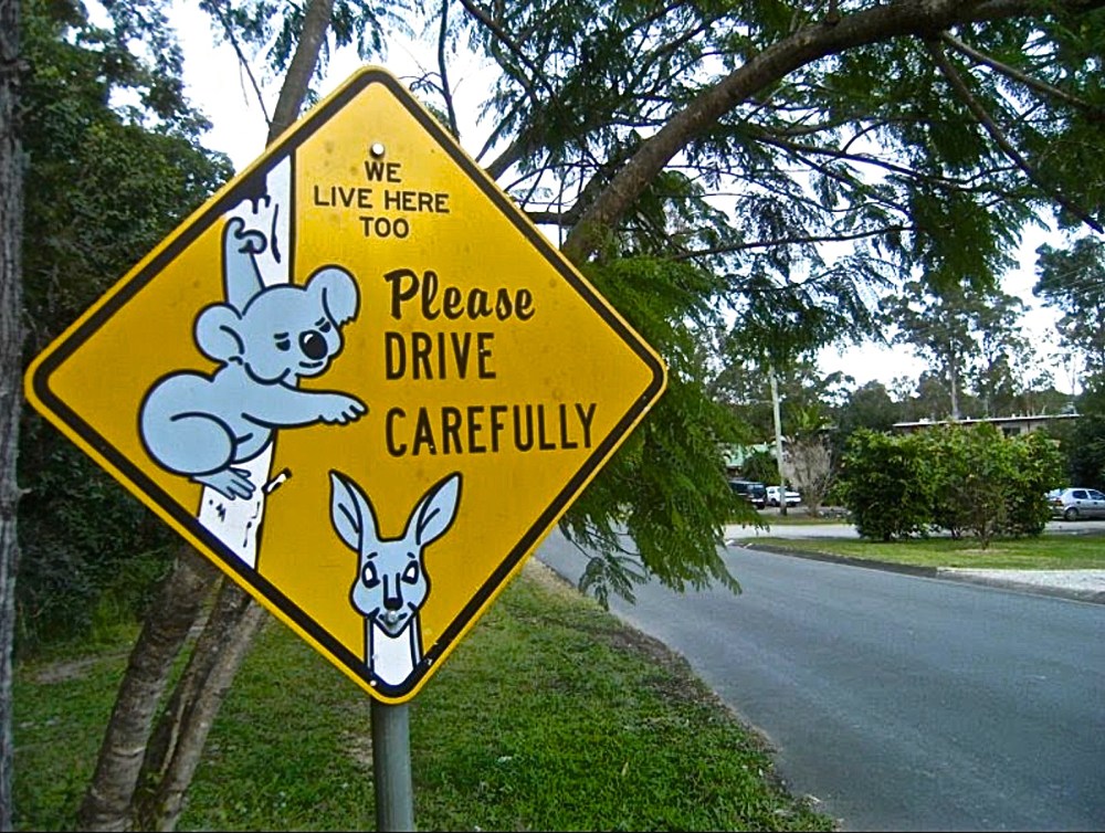 Koalas live here too