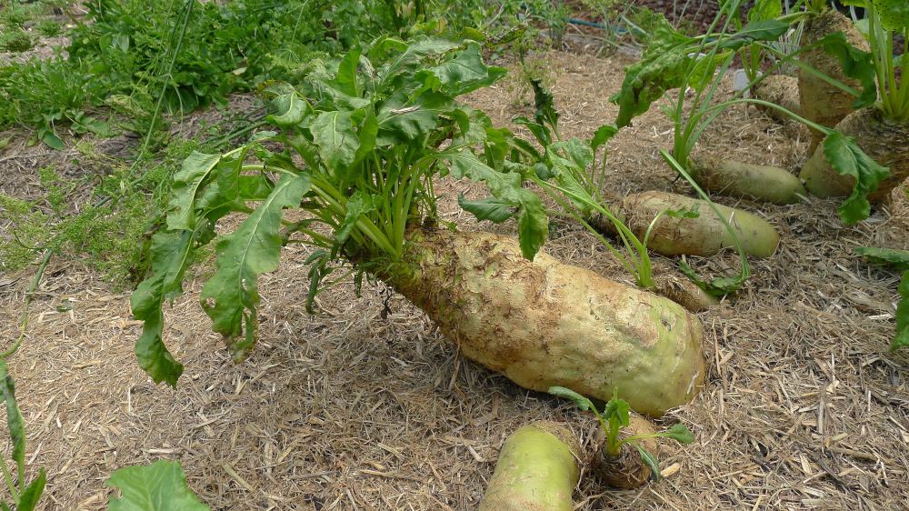 Mangelwurzel, fodder beet group, Beta vulgaris subsp. maritima