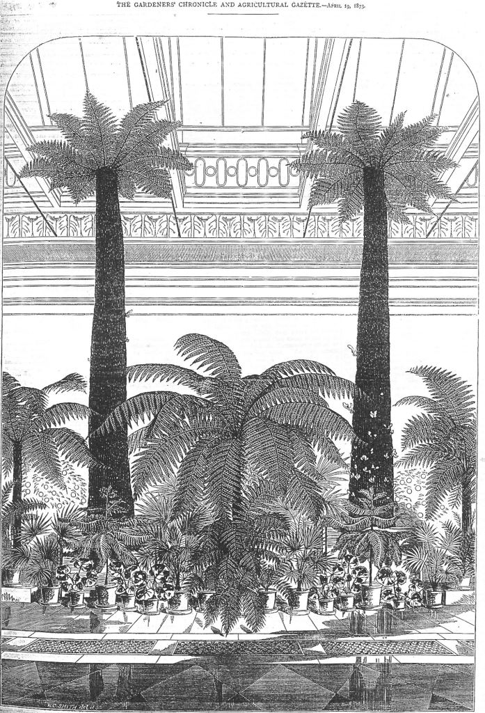 Old etching of Tree ferns at Gunnersbury Park