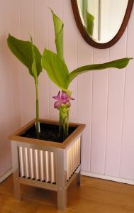 Curcuma australasica 1.JPG
