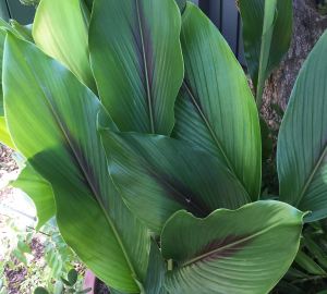 Curcuma caesia, black turmeric - 1