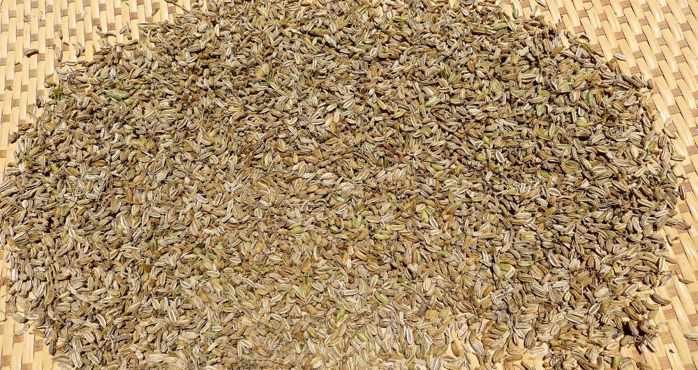 Florence Fennel seed, Foeniculum vulgare 'Zefa-Fino'