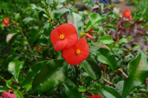 Gerold's Thornless Crown of Thorns, Euphorbia geroldii