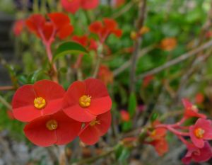 Gerold's Thornless Crown of Thorns, Euphorbia geroldii