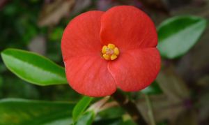 Gerold's Thornless Crown of Thorns, Euphorbia geroldii