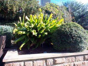 Turmeric, Curcuma longa, Herb Garden, May