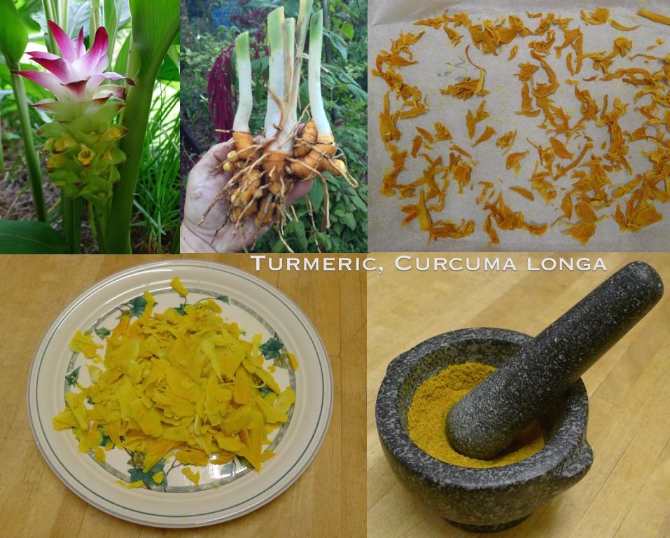 Preparing turmeric spice