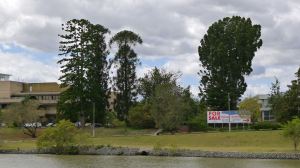 Brisbane River: Bunya (LHS), Qld Kauri Pine (Agathis robusta, RHS)