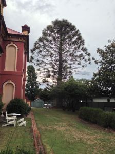 Bunya, planted at Stannum House, Tenterfield