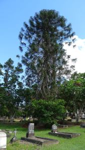 Bunya, Toowong Cemetery