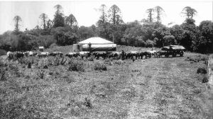 Felling Bunya pine, Bunya Mountains, ca 1910