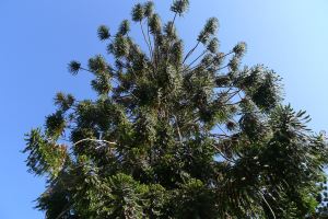 Bunya nut, Queen's Park, Toowoomba