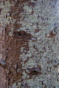 Bunya pine bark