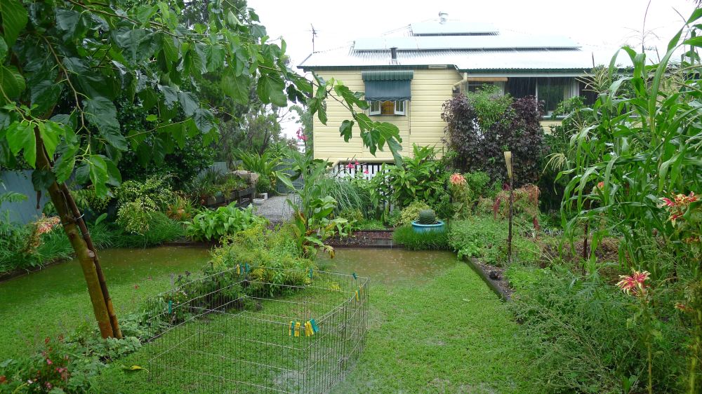 Productive garden, Feb 2015