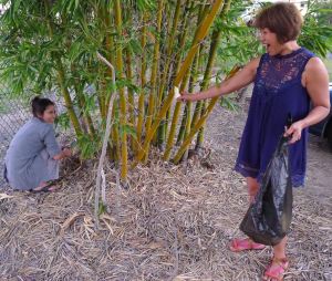 Pon and friend harvest Oldham's bamboo