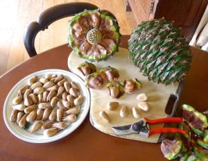 Bunya nuts, Araucaria bidwillii