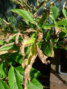 Cyclone Oswald salt spray affected Amorphophallus