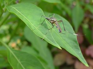 female Predatory mosquito, Toxorhynchites speciosus