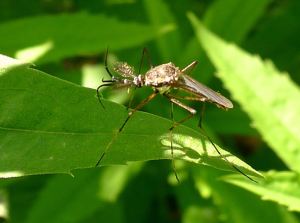 Male predatory mosquito, Toxorhynchites speciosus