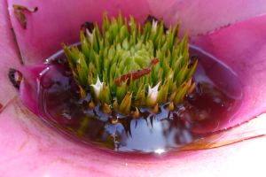 Mosquito-attracting Tank Bromeliad, Neoregelia hybrid