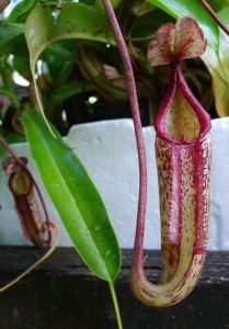 Potted Pitcher plant (Nepenthes) standing in water-filled trough