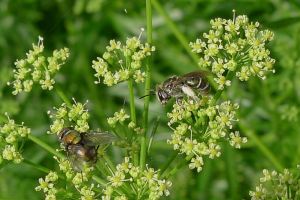 Halictid bee, Austronomia flavoviridis, on parsley