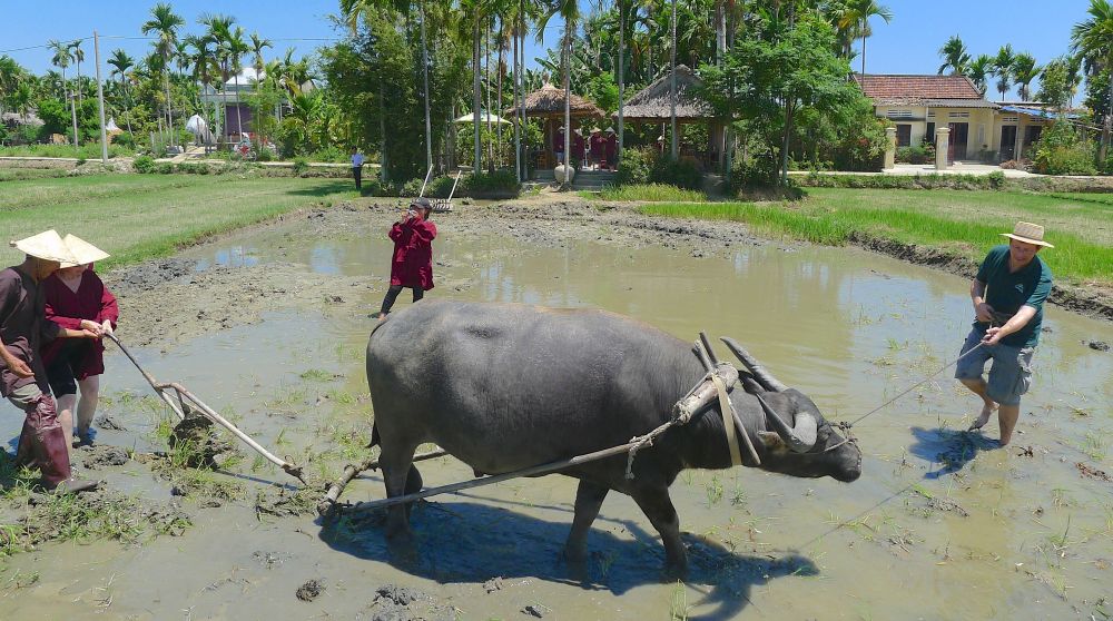 From Paddy to Plate, a gardener's tour of Vietnam