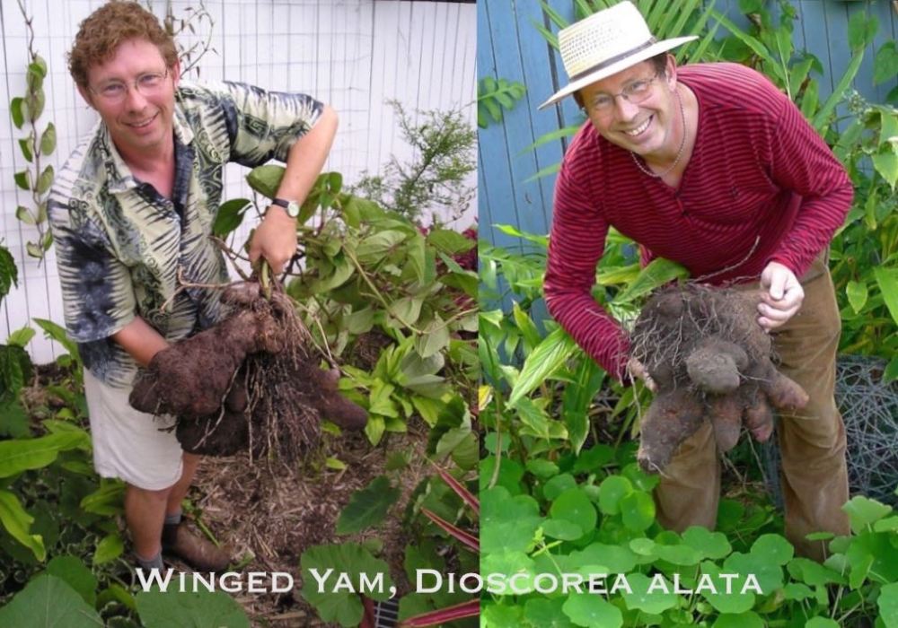 Growing Winged Yam, 2004 - 2015