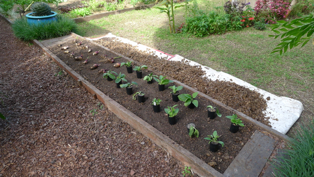 Arrowroot/ Comfrey Challenge: which plant is most productive in the subtropics?