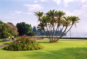 Farm Cove, 1st day of the olympics
