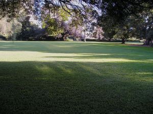 Pesticide free, weed free Durban lawn, Dactyloctenium australe