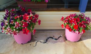 David and Elaine's Sparrow scarer, Barcaldine