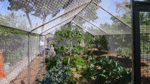 Best Waterwise Garden: Jane and Greg, Barcaldine