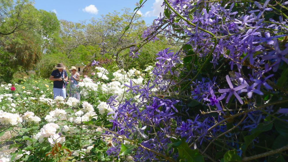 Blooming Barcaldine: 'Kyneton' rose garden