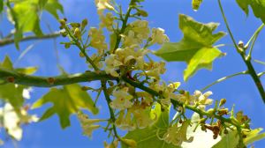 Broad-leaved Bottle tree, Brachychiton australis, Barcaldine