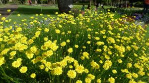 Hoary Sunray, Leucochrysum albicans var. albicans