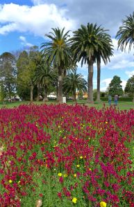 Linaria reticulata 'Flamenco'