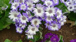 Florists' Cineraria with Honeybee