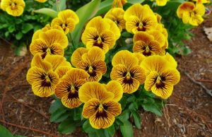 Pansy, Viola tricolor