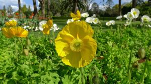 Iceland Poppy, Papaver nudicaule