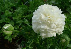 Fully open Ranunculus asiaticus