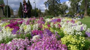 Toadflax 'Fantasy Mix' in peak bloom