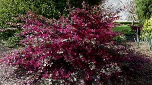 Chinese Fringe flower, Loropetalum chinense 'Ruby'