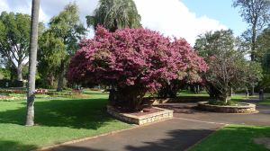 Chinese Fringe flower, Loropetalum chinense 'Ruby'