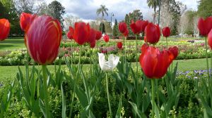 Tulips two weeks ahead of schedule