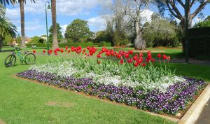 Tulips two weeks ahead of schedule
